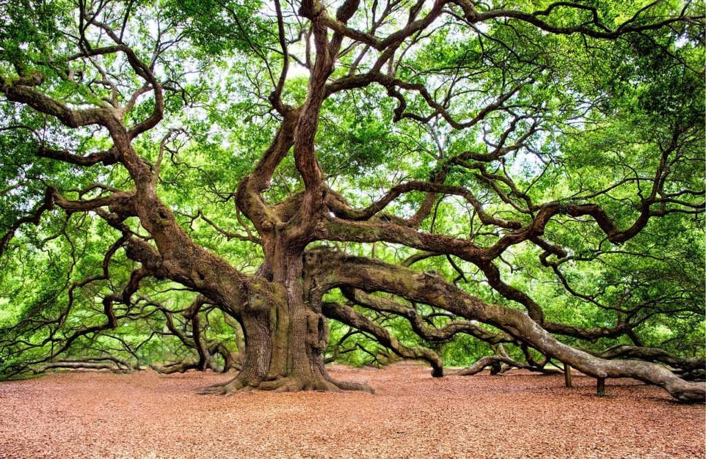 oak tree 2018822 1280